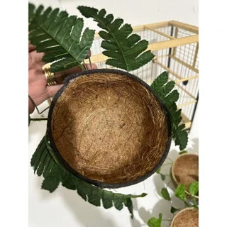 NINHO MATO TRINCA-FERRO - Caixa com 6 unidades