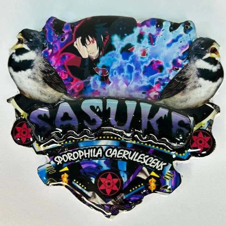 PLACA DE COLEIRO PERSONALIZADA EM 3D COM NOME DO PÁSSARO