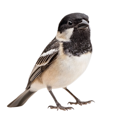 Coleiros & Papa-Capins