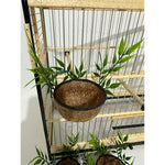 NINHO MATO - Coleiro e Curió