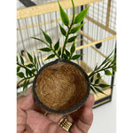 NINHO MATO - Coleiro e Curió