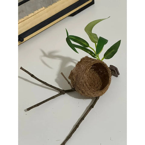 NINHO BOLA C/ GALHO - Coleiro