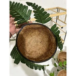 NINHO MATO TRINCA-FERRO - Caixa com 6 unidades