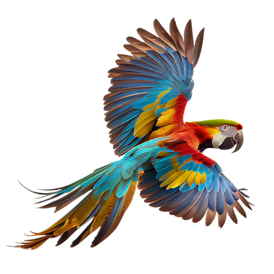 Papagaios, Calopsitas e Afins